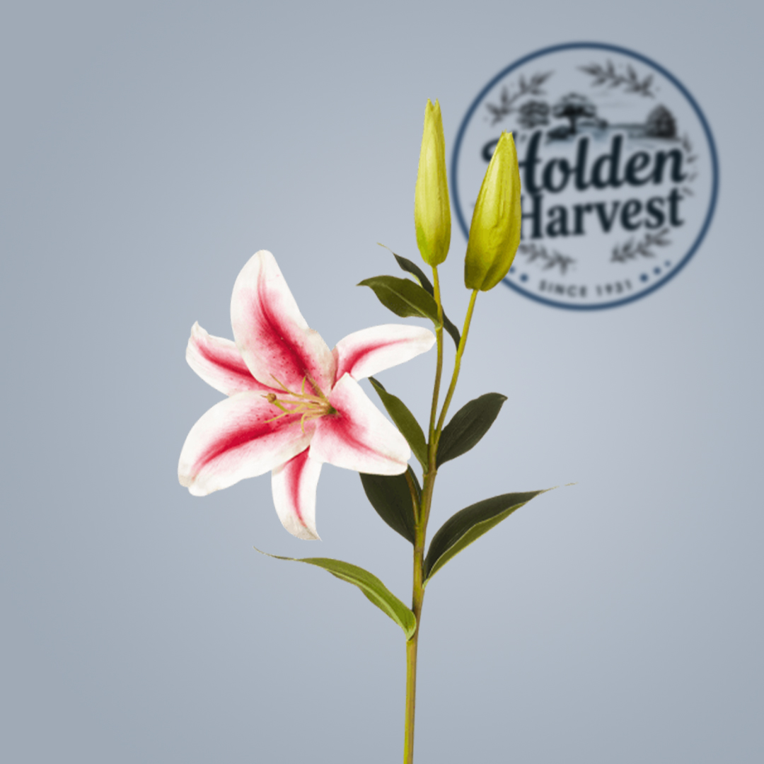 lily-pink